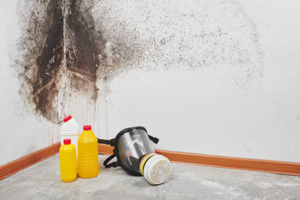 Best Fast Mold Removal  in Lyndhurst, VA