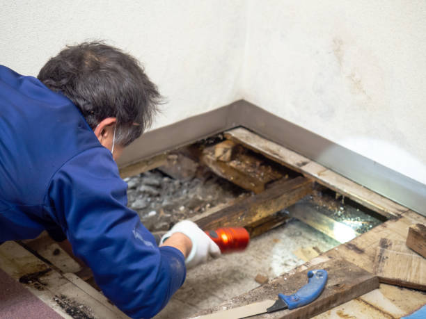 Best Mold Remediation Experts  in Lyndhurst, VA