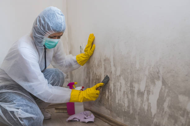 Best Mold Cleaning Services  in Lyndhurst, VA
