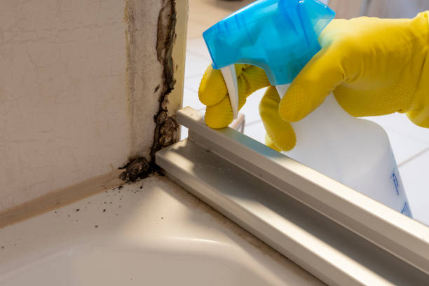 Best Toxic Mold Removal  in Lyndhurst, VA