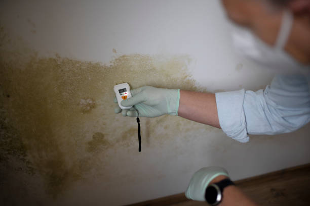 Best Residential Mold Removal  in Lyndhurst, VA