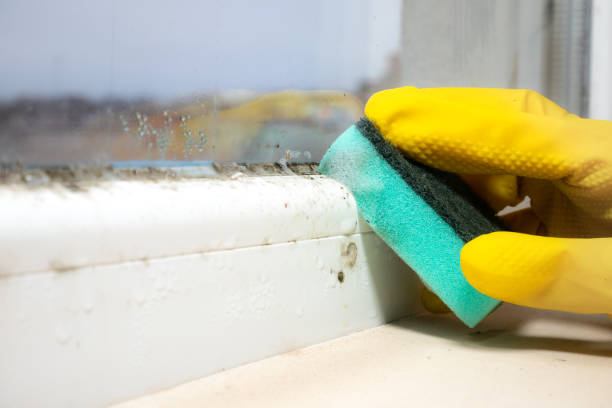 Best Same-Day Mold Removal  in Lyndhurst, VA