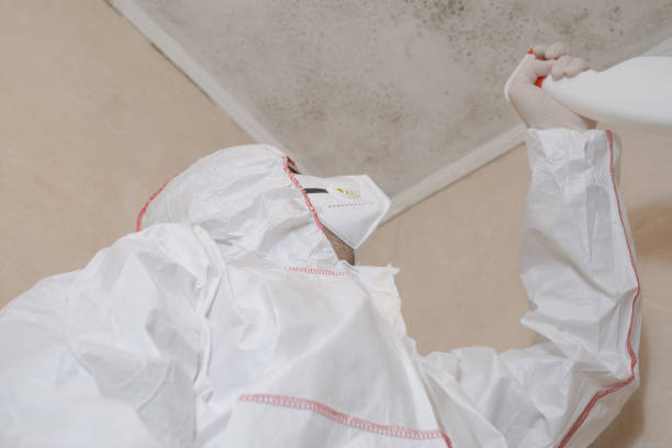 Best Affordable Mold Removal  in Lyndhurst, VA