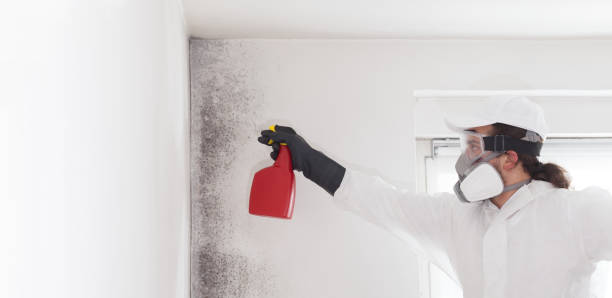 Best Mold Damage Repair  in Lyndhurst, VA