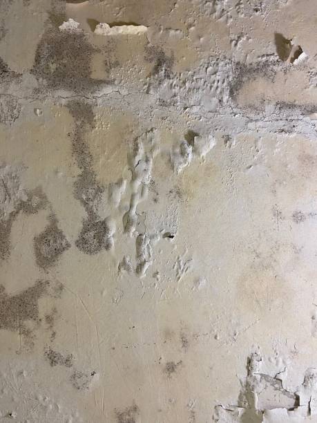 Best Certified Mold Removal  in Lyndhurst, VA