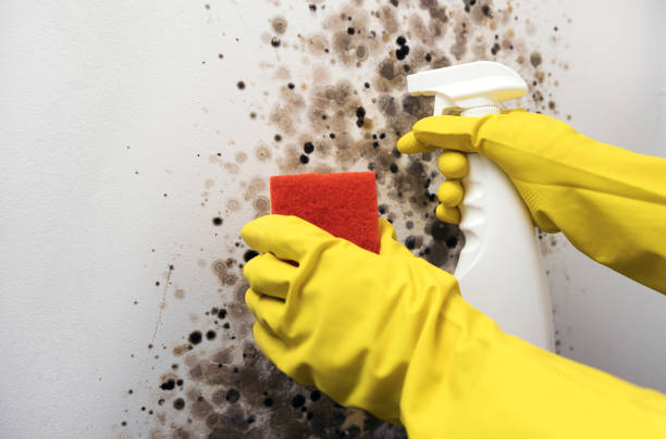 Best Commercial Mold Removal  in Lyndhurst, VA