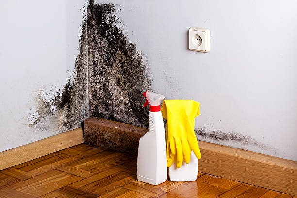 Best Water Damage Restoration  in Lyndhurst, VA