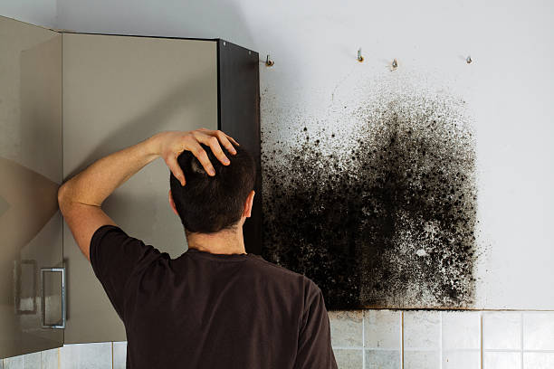 Best Mold Testing  in Lyndhurst, VA