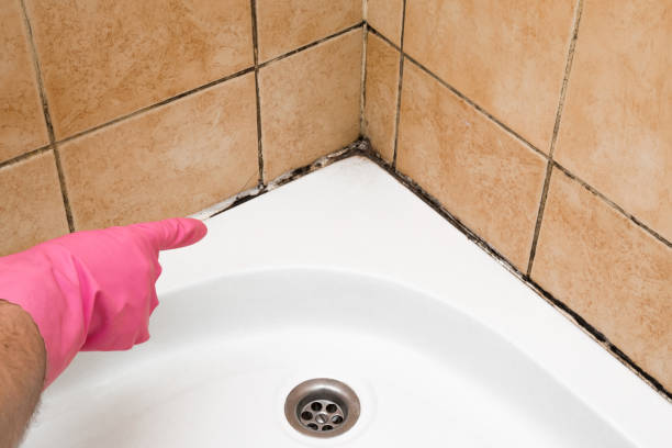 Best Crawl Space Mold Removal  in Lyndhurst, VA